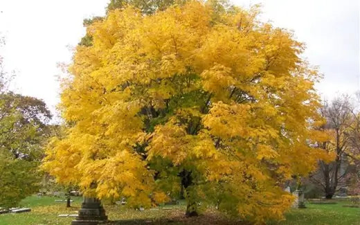 Yellow Wood Tree - Plant Care Guide - TN Nursery