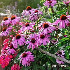 Perennials