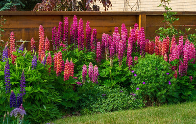 Vibrant pink coneflowers with orange centers on green stems, perennials collection
