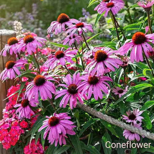 Vibrant pink coneflowers with orange centers on green stems, perennials collection