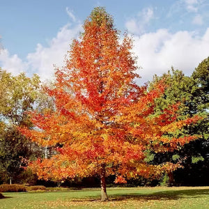 Tall autumn tree with vibrant orange and red leaves in grassy park