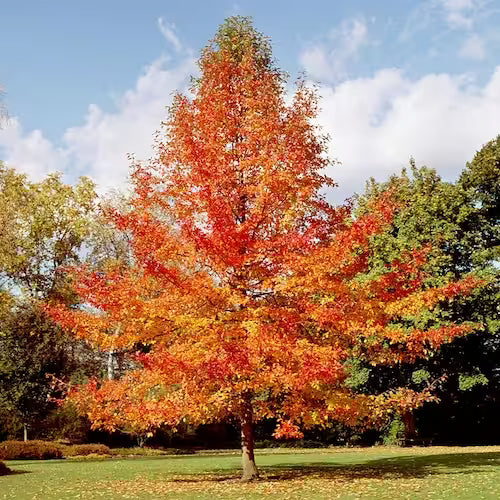 Tall autumn tree with vibrant orange and red leaves in grassy park