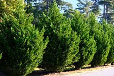Lush green evergreen privacy shrubs with dense bushy foliage