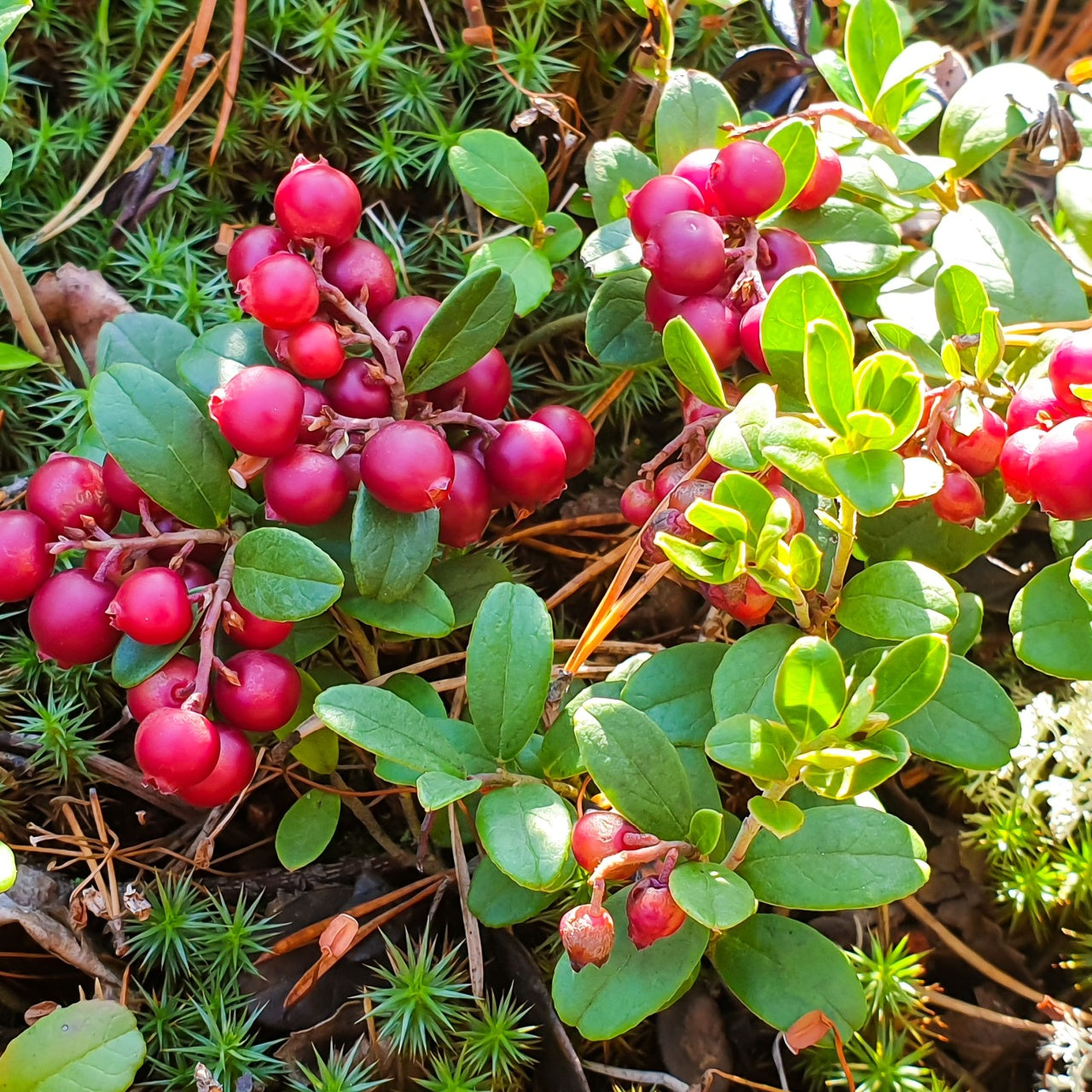 Partridge Berry shrub with vibrant red berry clusters and glossy green leaves