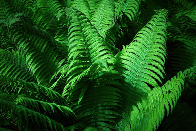 Lush vibrant green shade fern fronds with feathery texture and brown tips