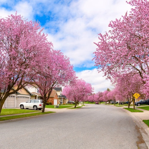 Street lined with cherry blossom trees in full bloom under a blue sky.