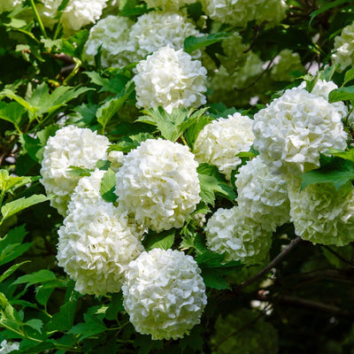 Pristine white hydrangea shrub clusters blooming densely with green leaves