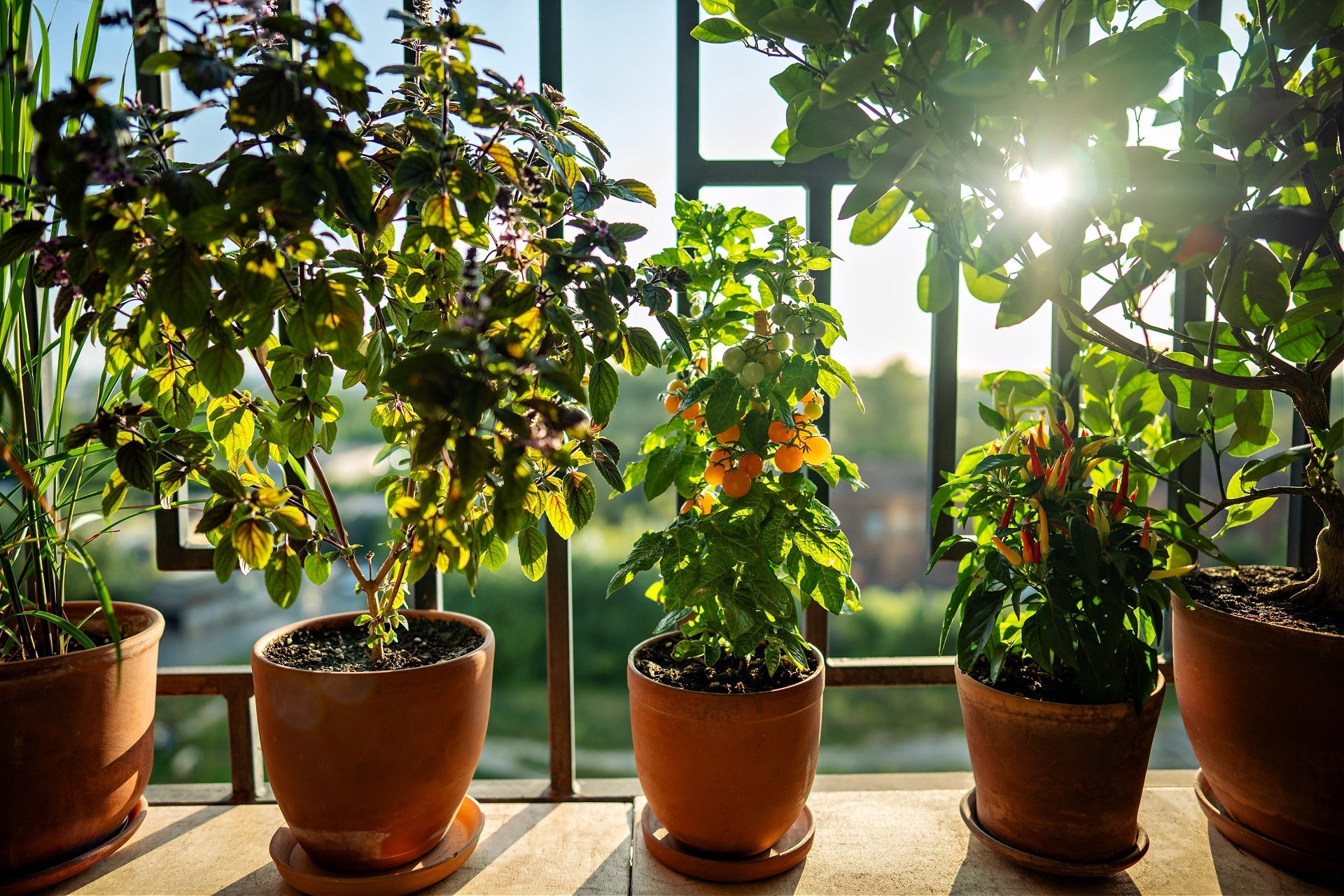 Container Trees TN Nursery
