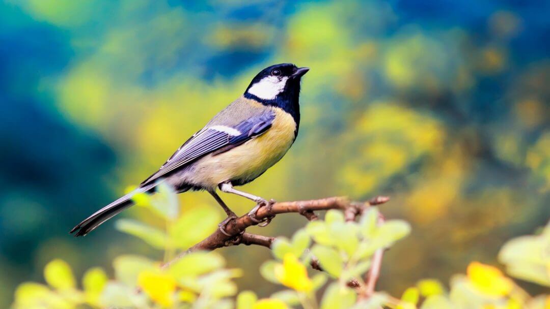 Birding Plants - TN Nursery