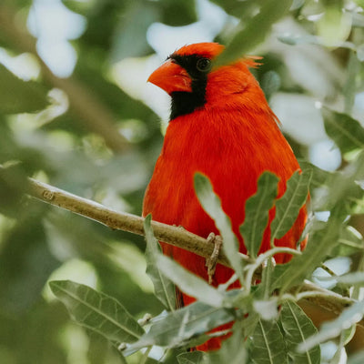 Vibrant red male cardinal with black face mask and orange beak on branch in Birding Plants