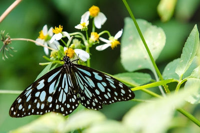 Honeybee with black and yellow stripes on yellow flower in Butterfly Plants