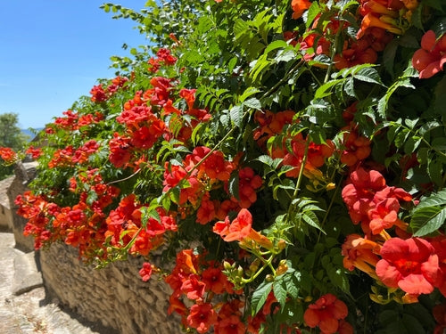 Vibrant yellow flowering vine cascading over weathered wooden fence in Climbing Vines