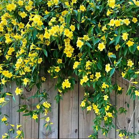 Climbing Vines - TN Nursery