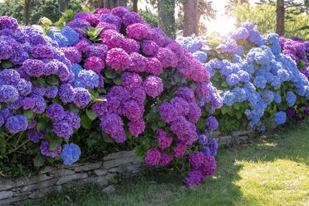 Vibrant purple blue hydrangea bush, deer resistant plant
