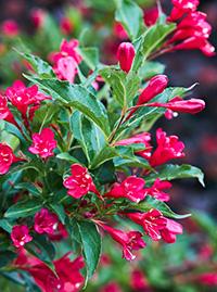 Vibrant deep pink trumpet-shaped flowers on deer resistant shrubs with glossy green leaves