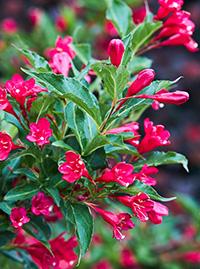 Deer Resistant Shrubs - TN Nursery