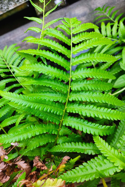 Vibrant green fern frond with serrated leaflets in Easy Ferns To Grow