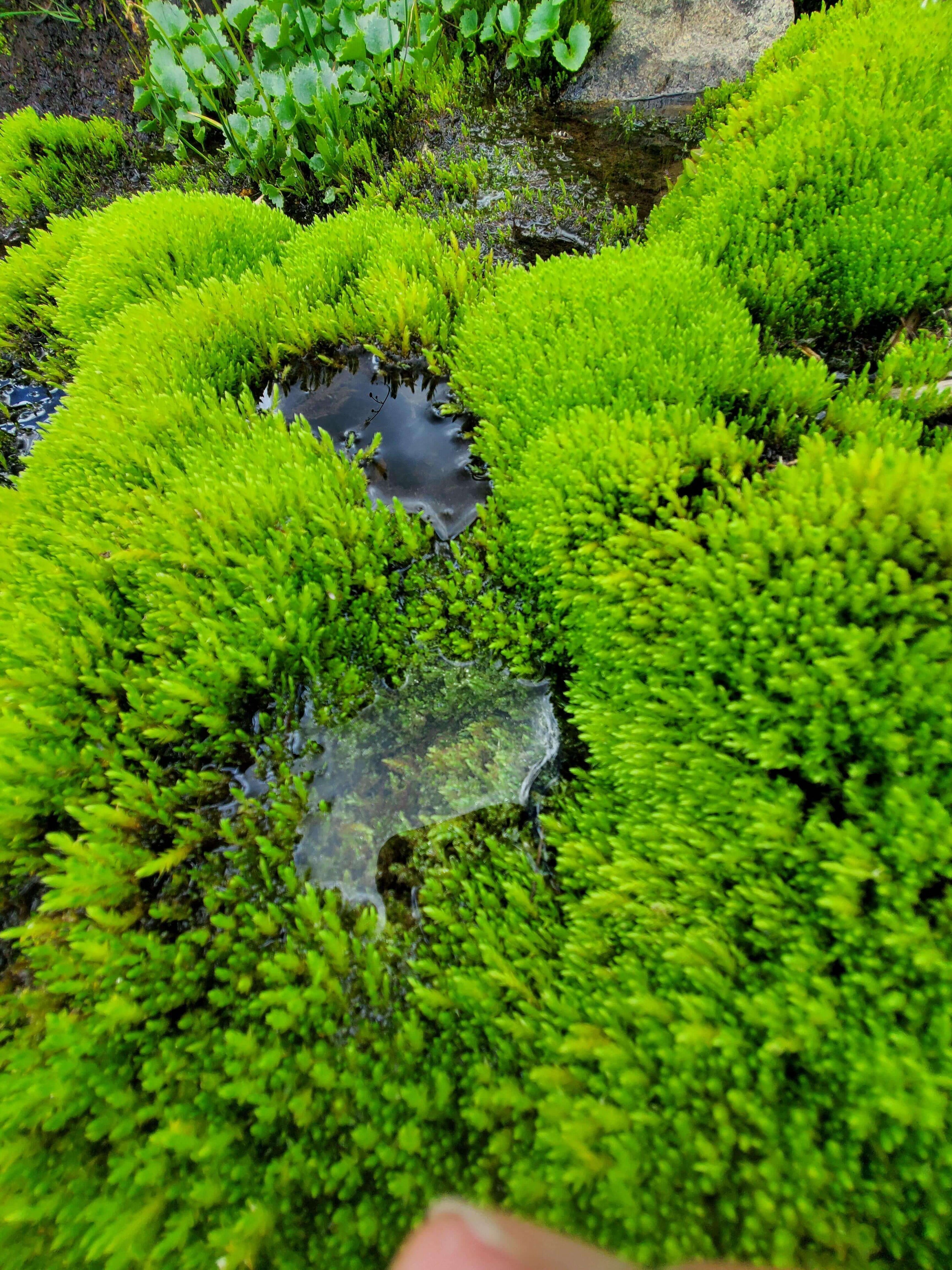 Vibrant green moss with soft dense texture in Easy Moss To Grow collection