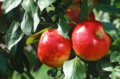 Two ripe glossy red apples with yellow undertones on tree branch in edible plants