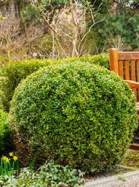 Evergreen Shrubs - TN Nursery