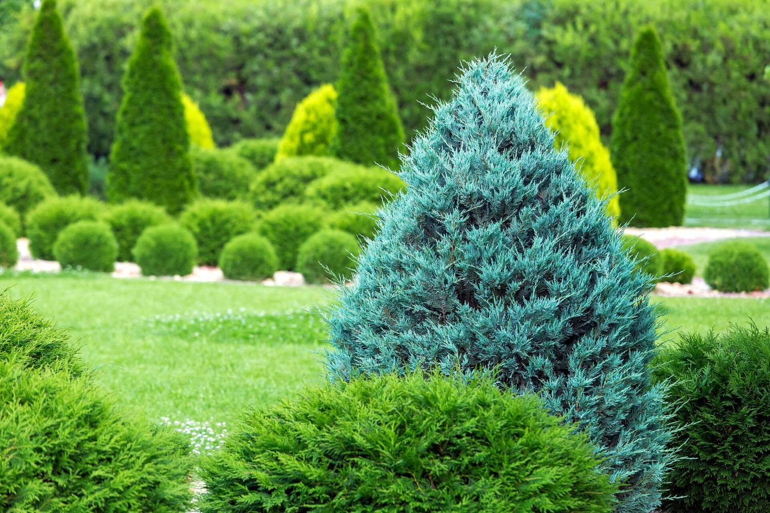 Evergreen Trees - TN Nursery