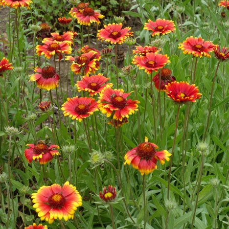 Vibrant pink coneflowers with orange centers in fall perennials collection