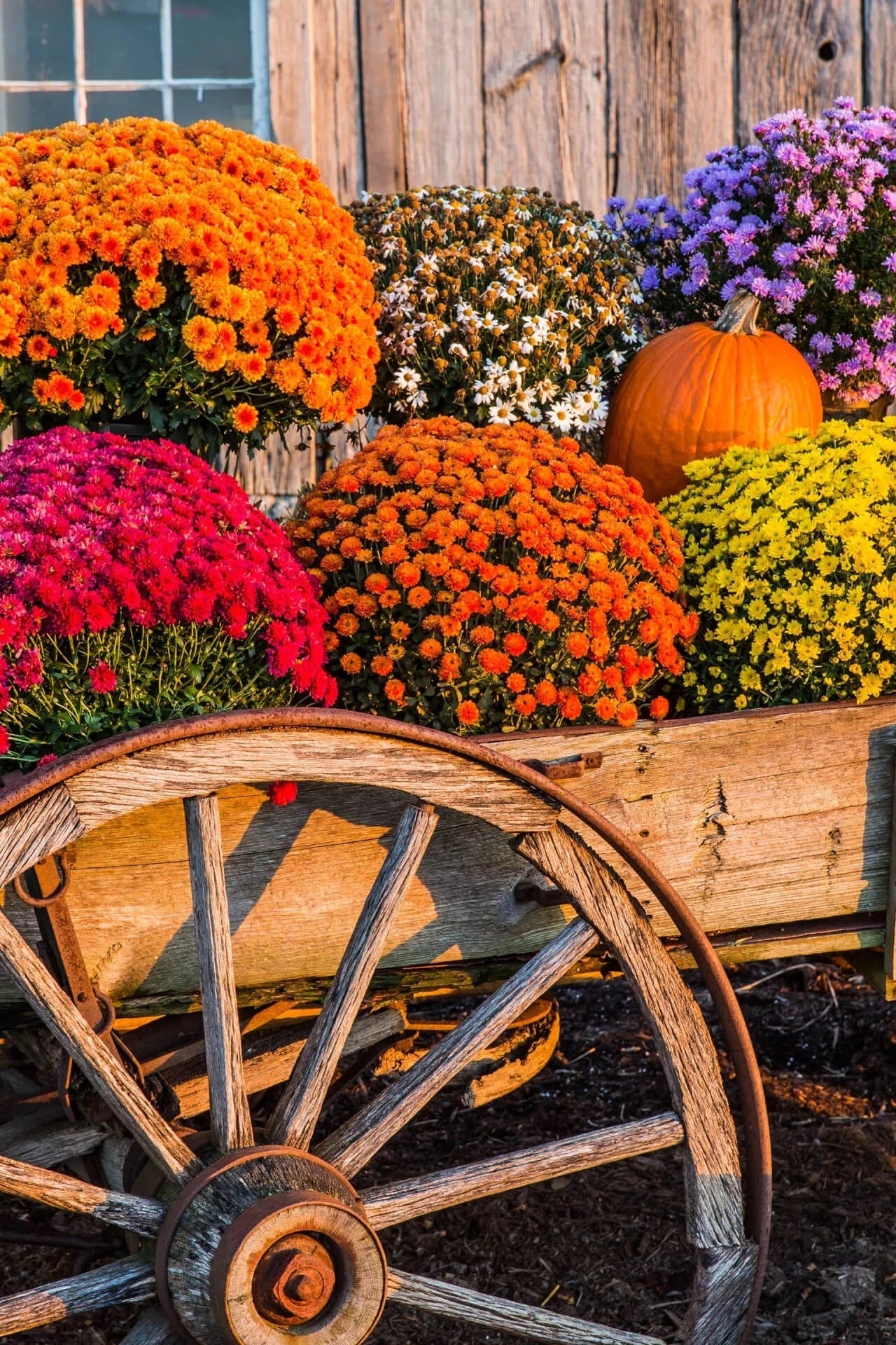 Fall Blooming Plants - TN Nursery