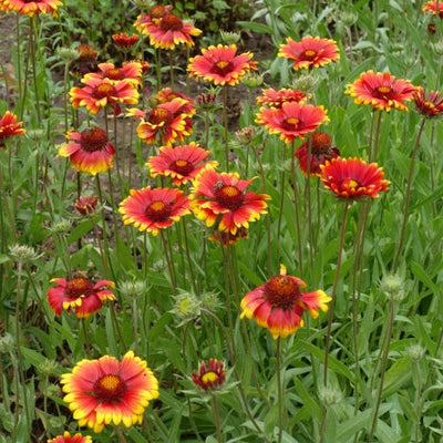 Vibrant pink coneflowers with orange centers in fall perennials collection