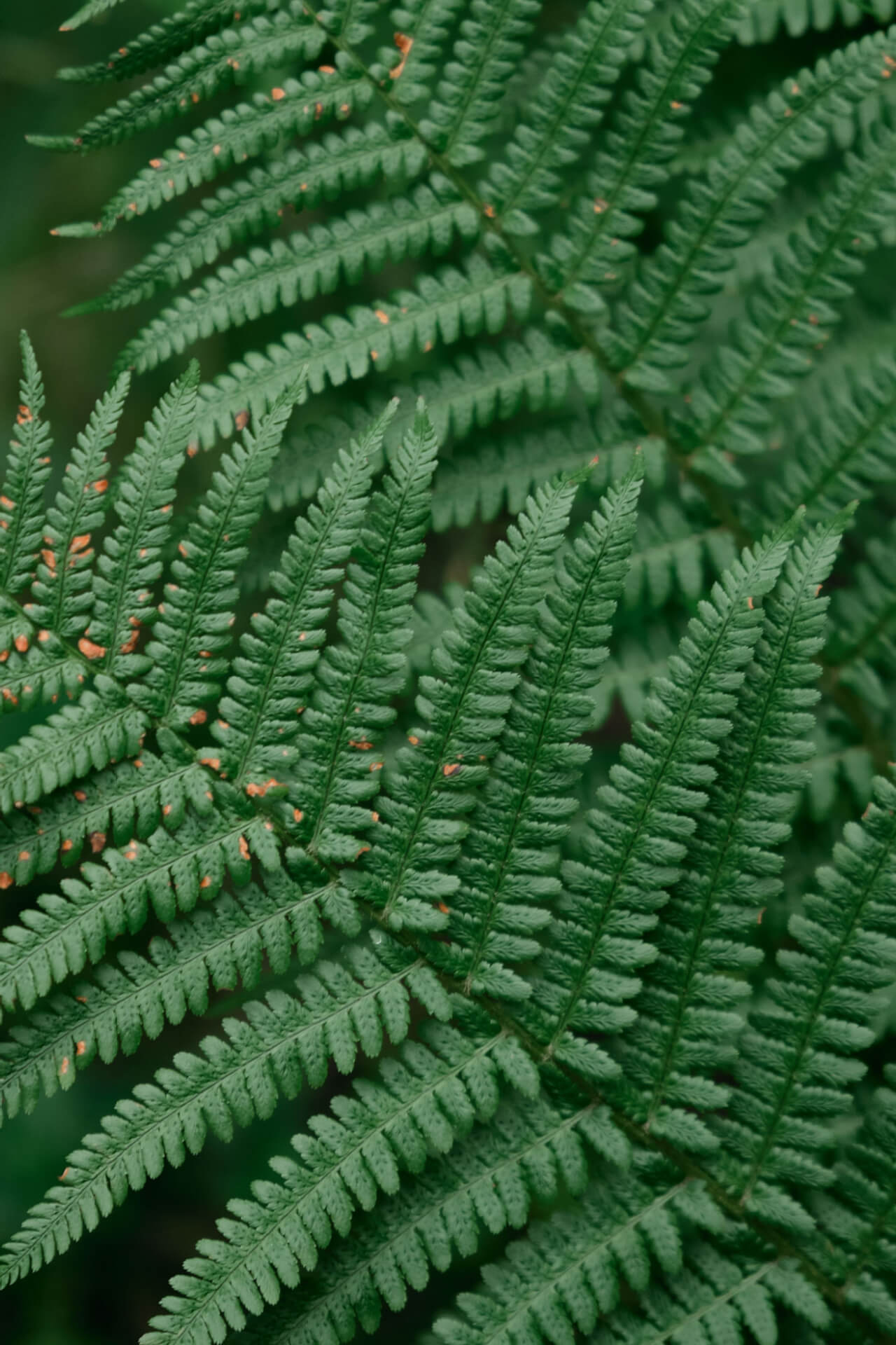 Ferns For Cold Zones - TN Nursery