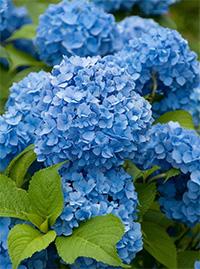 Flowering Shrubs - TN Nursery