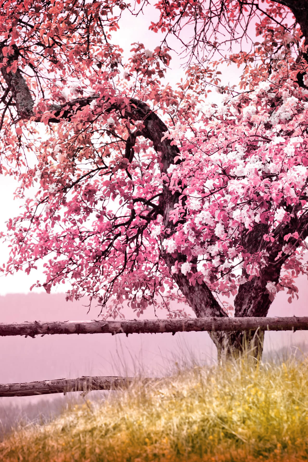 Flowering Trees - TN Nursery