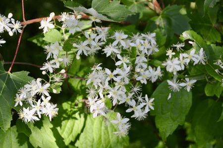Flowering Vines For Sale | Buy 1 Get 1 Free – TN Nursery