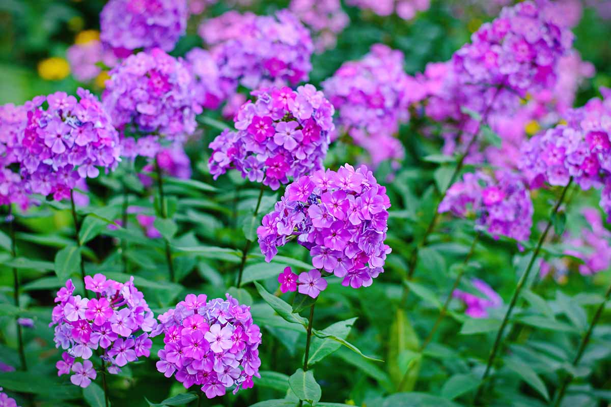 Flowering Vines - TN Nursery