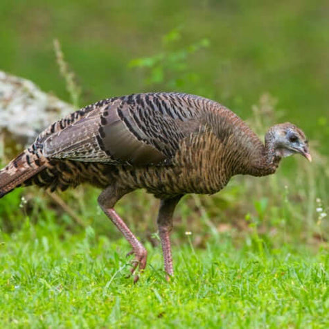 Wild turkey with mottled brown black feathers in Wildlife Friendly Plants