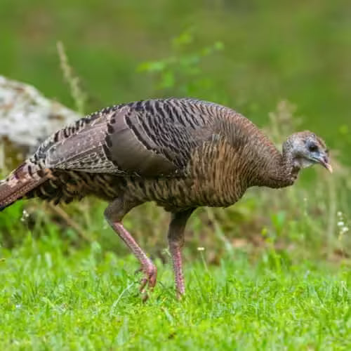 Wild turkey with mottled brown black feathers in Wildlife Friendly Plants