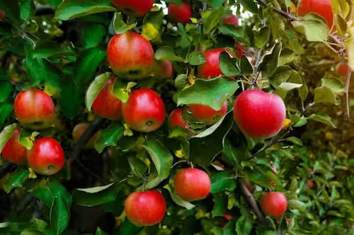 Ripe glossy red apples hanging from tree branch in lush green leaves, Fruit & Berry