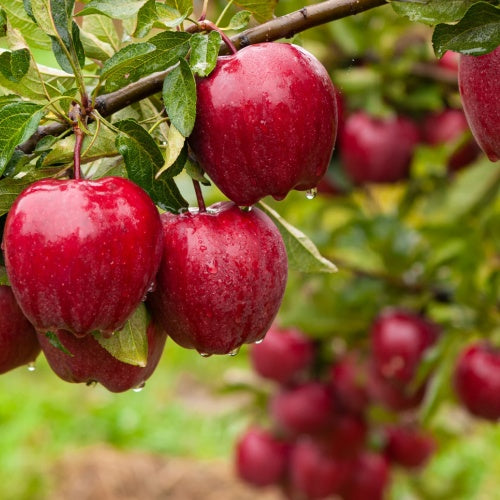 Fruit Trees - TN Nursery