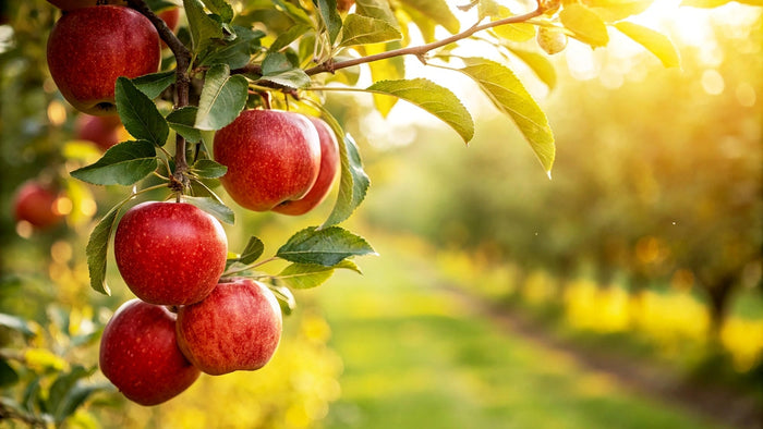 Fruit Trees