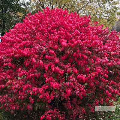 Flowering Shrubs