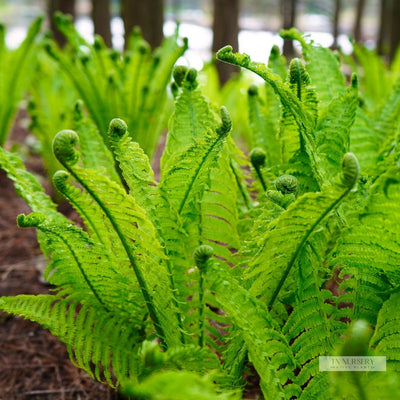 Ferns For Cold Zones
