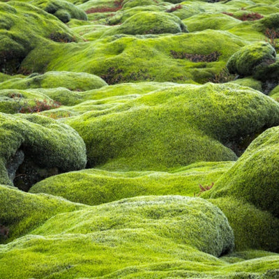 Live Moss