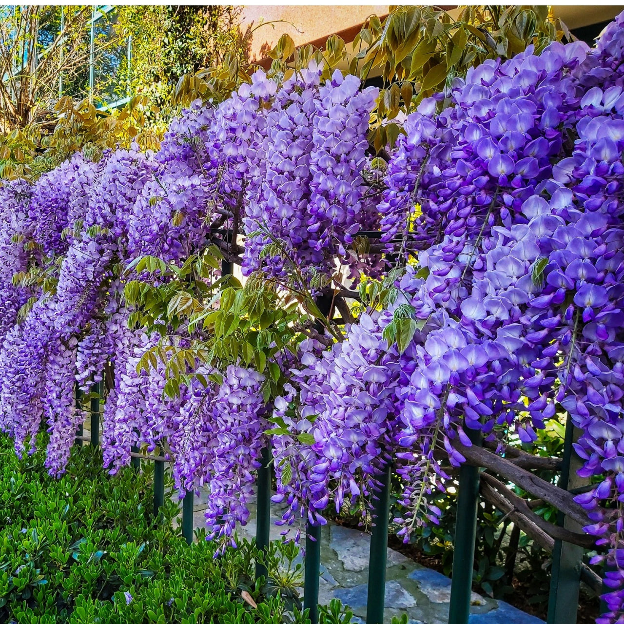 Vibrant purple wisteria blossoms cascading in fragrant clusters on trellis