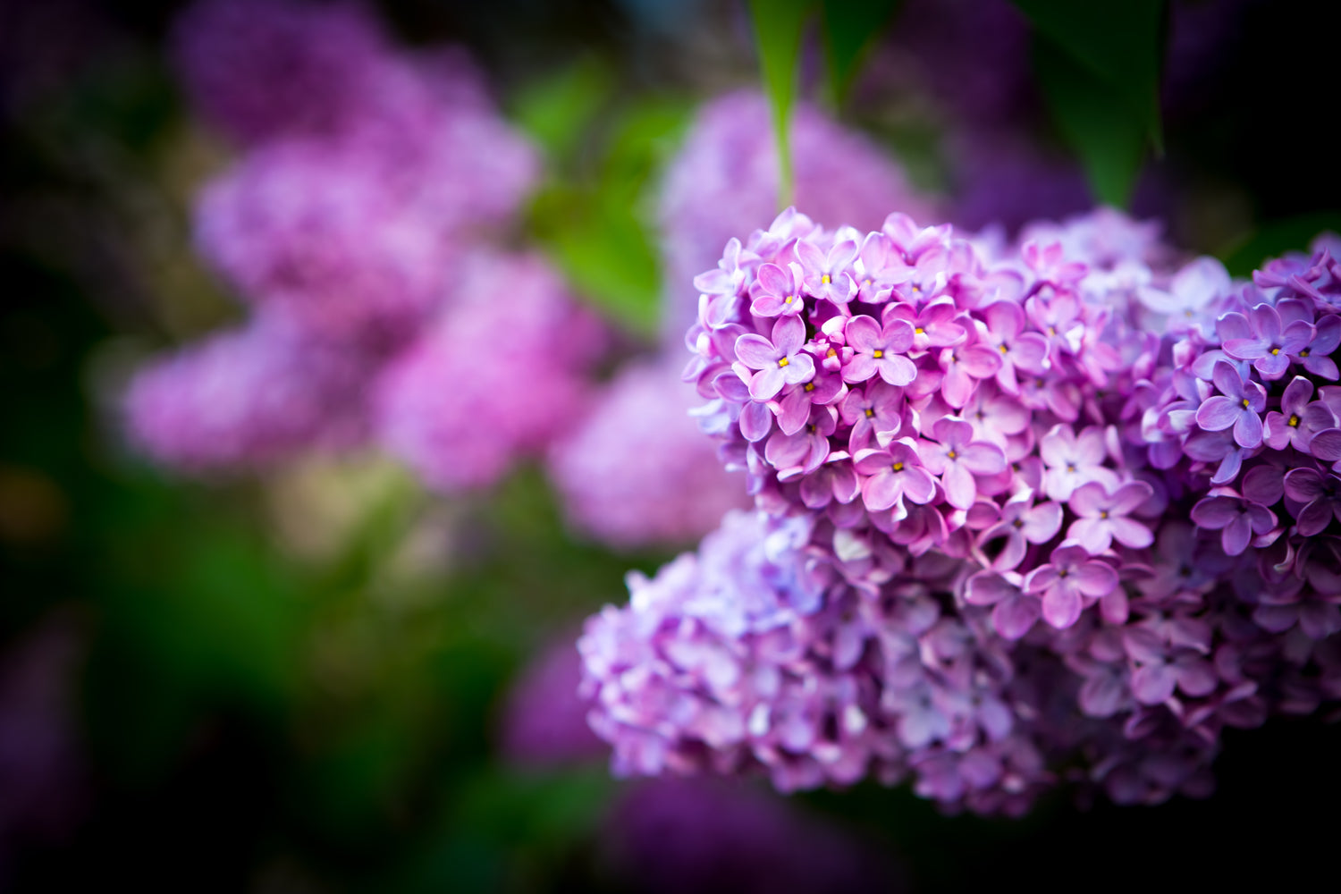 Fragrant Plants - TN Nursery