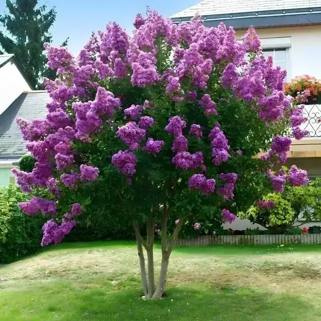 
A small tree with smooth, light-colored trunks and a full, rounded canopy of bright purple flowers