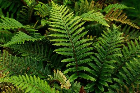 Lush vibrant green shade fern fronds with feathery texture and brown tips