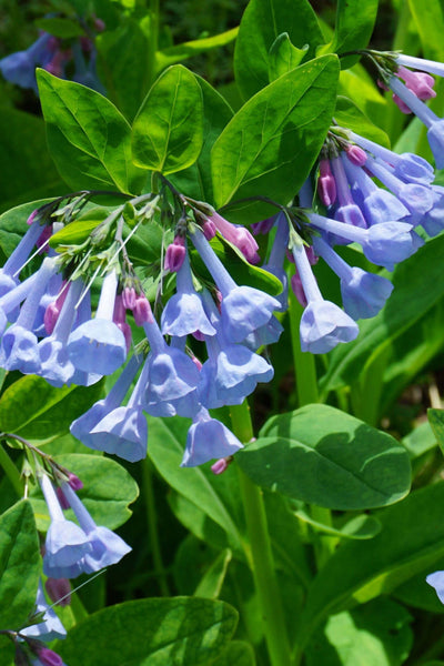 Shade perennials: light blue and pink bell-shaped flowers on slender stems with green foliage