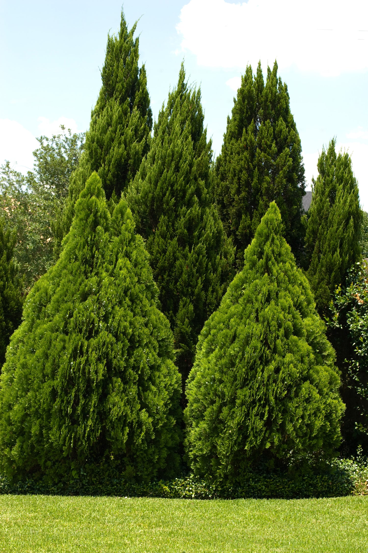 Evergreen Trees - TN Nursery