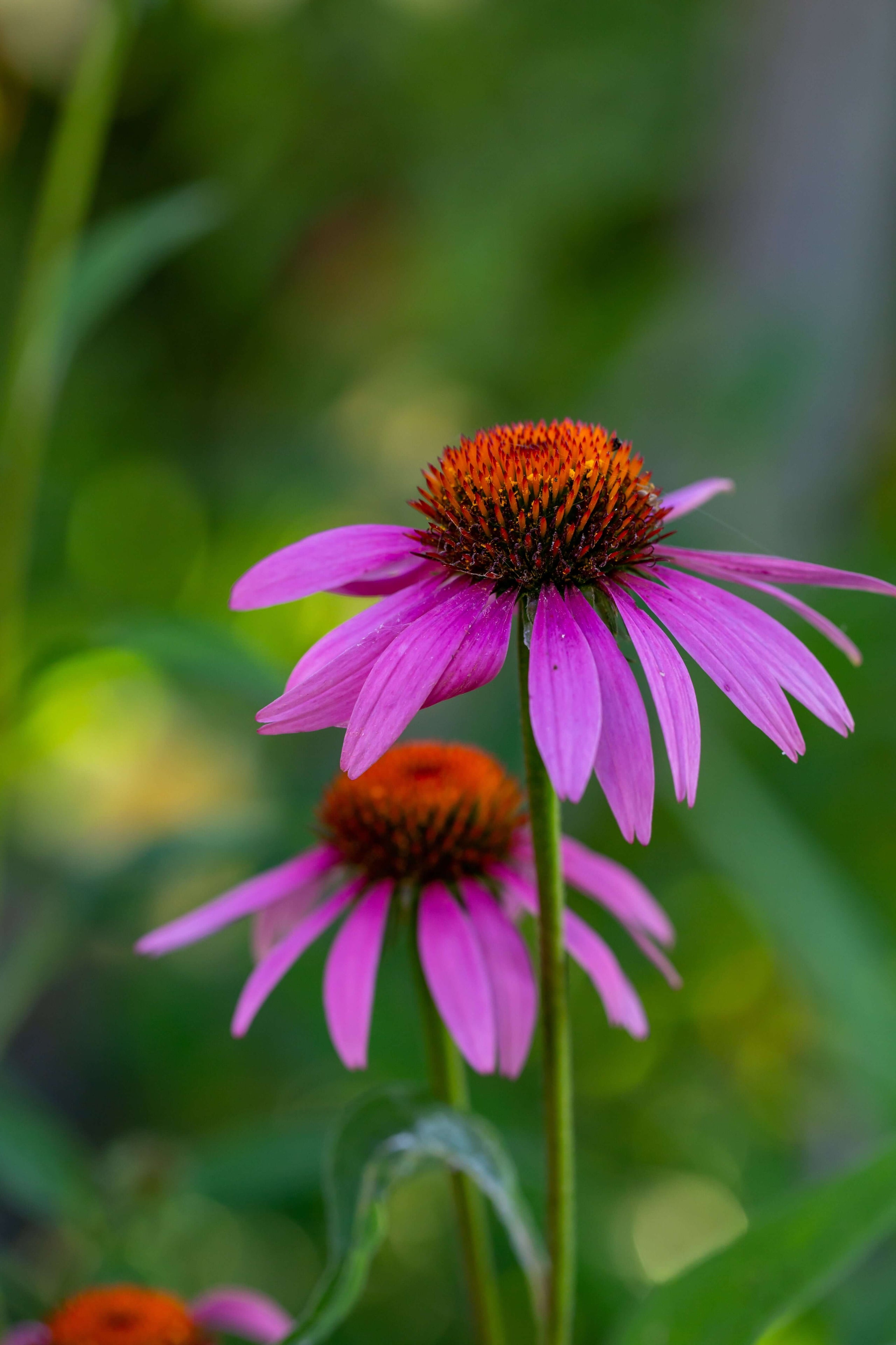 Vibrant purple coneflower best seller with spiky orange center