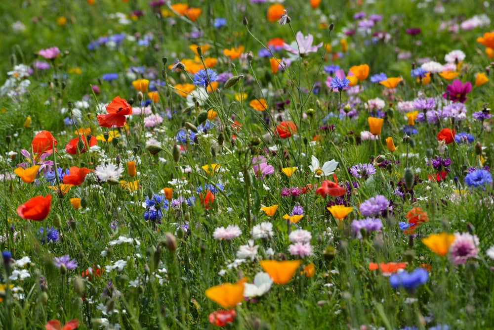 Wildflowers