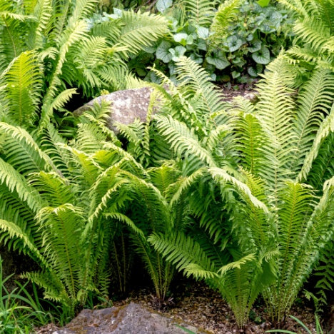 Ferns
